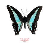 Graphium milon anthedon (Seram) A-